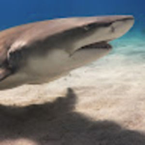 Meet your Posher, Eme